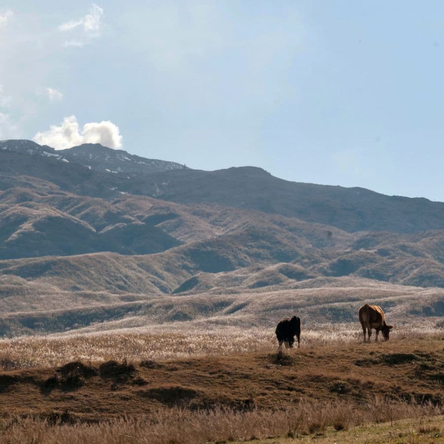 赤牛と阿蘇